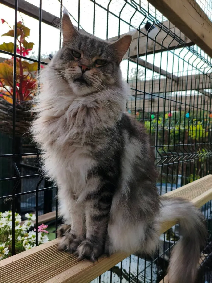 TICA registered Maine coon girl for adoption - Image 2