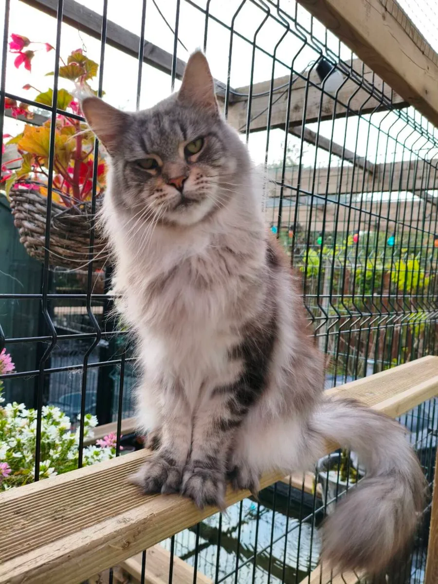 TICA registered Maine coon girl for adoption - Image 4