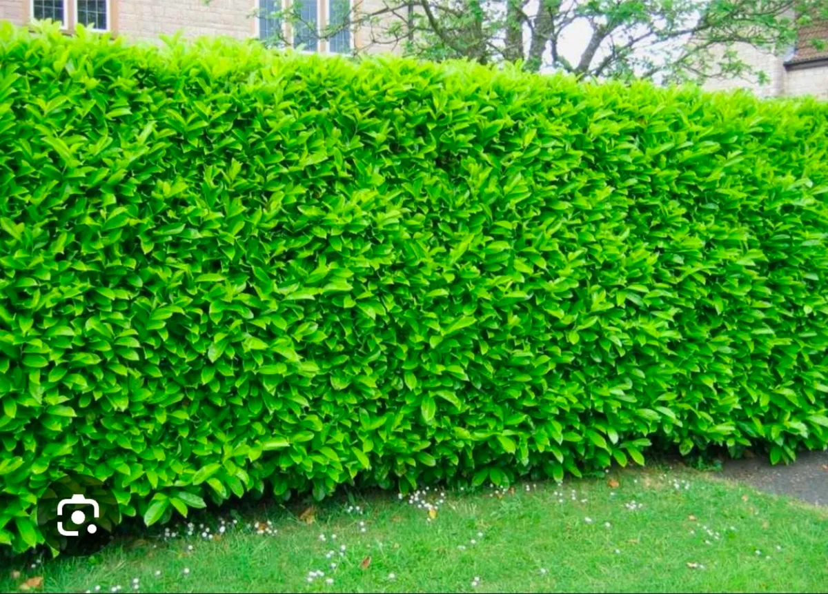 Laurel Hedging - Image 2