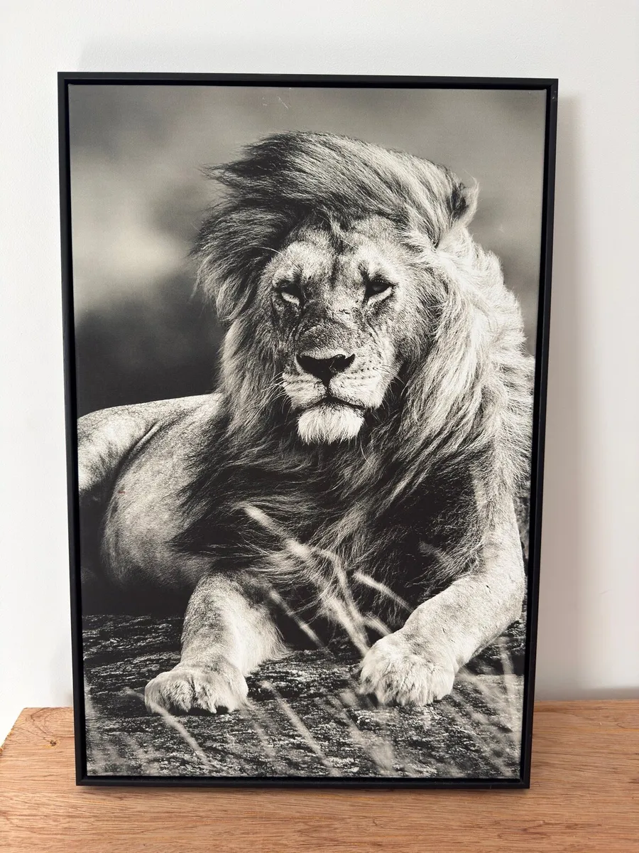 Black Box Framed Lion Print - Image 1