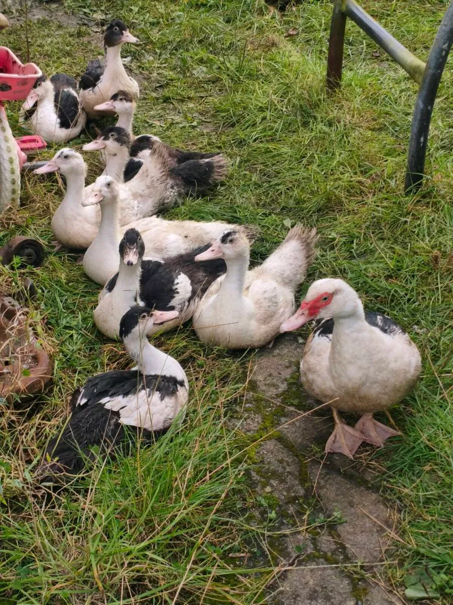 Ducklings and 2 drake - Image 1