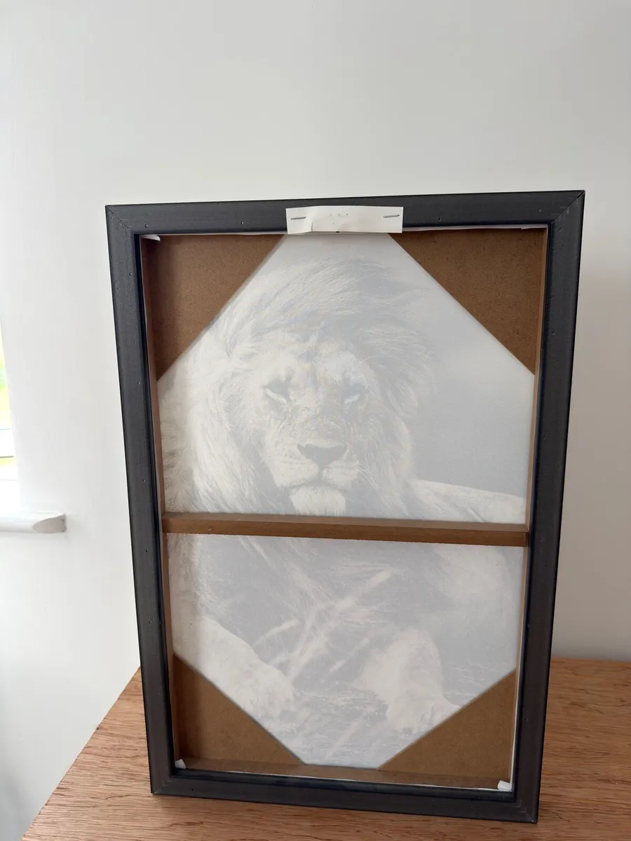 Black Box Framed Lion Print - Image 4