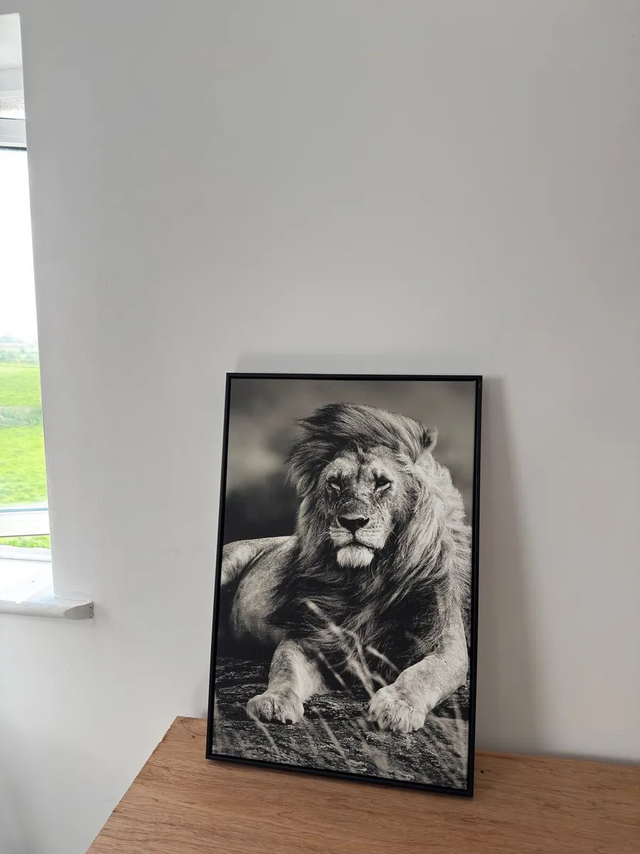 Black Box Framed Lion Print - Image 3