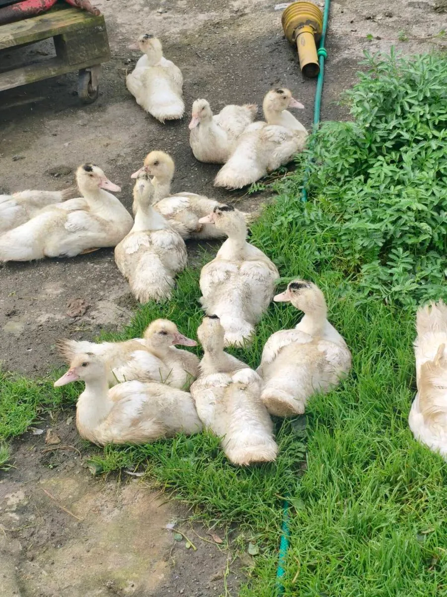 Ducklings and 2 drake - Image 2