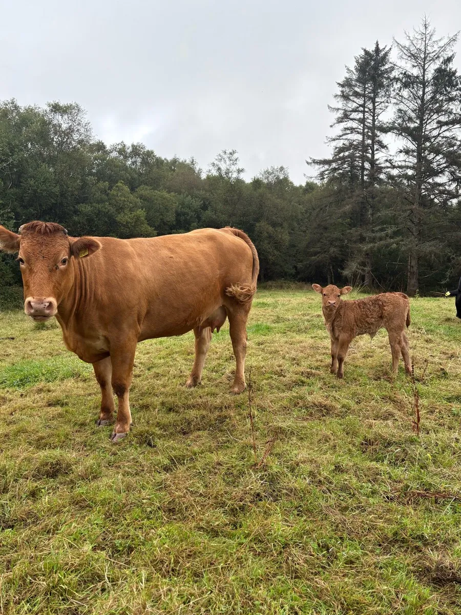 ⭐️Incalf heifers for Kenmare Friday 11th September - Image 2