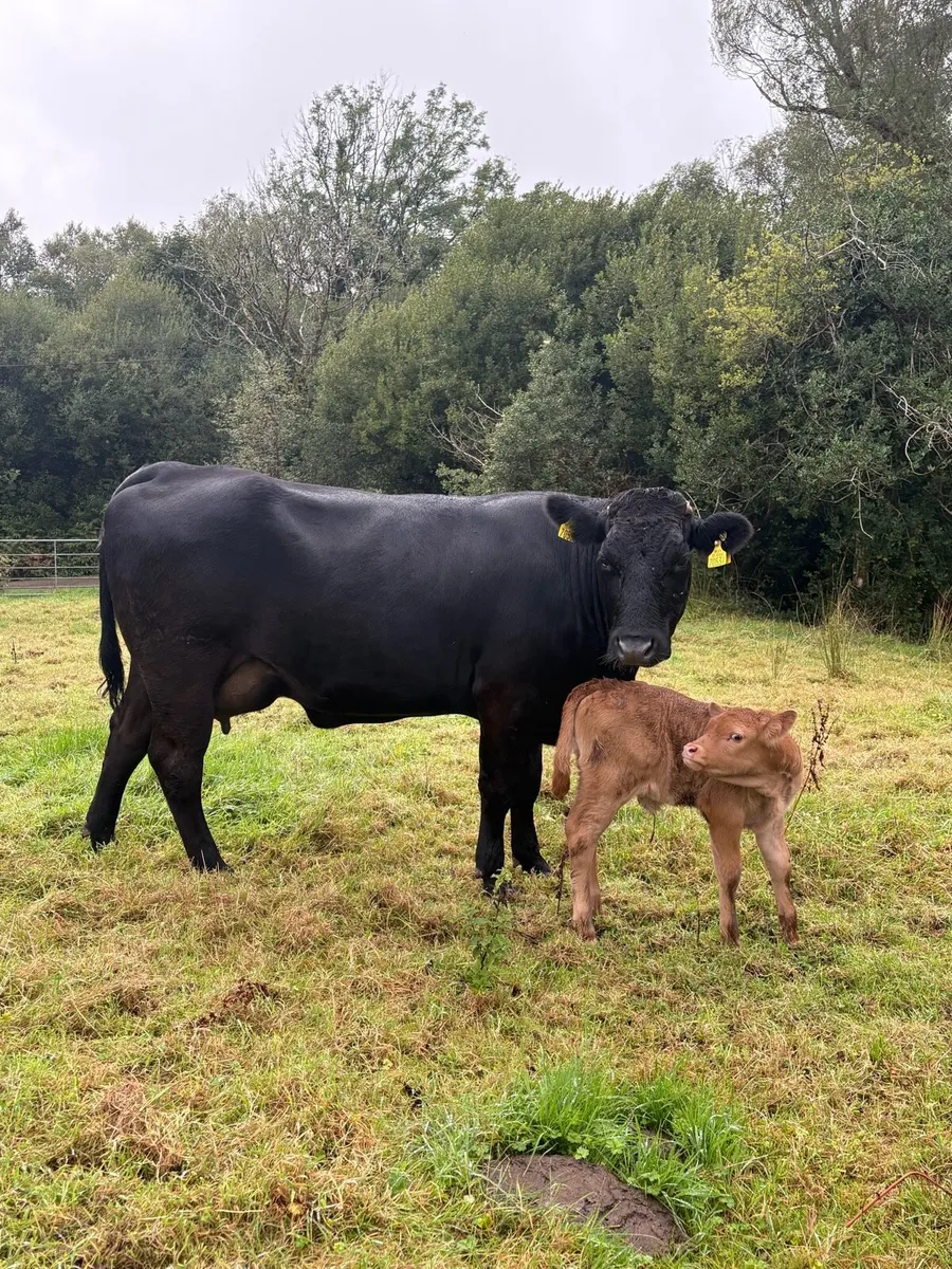 ⭐️Incalf heifers for Kenmare Friday 11th September - Image 3