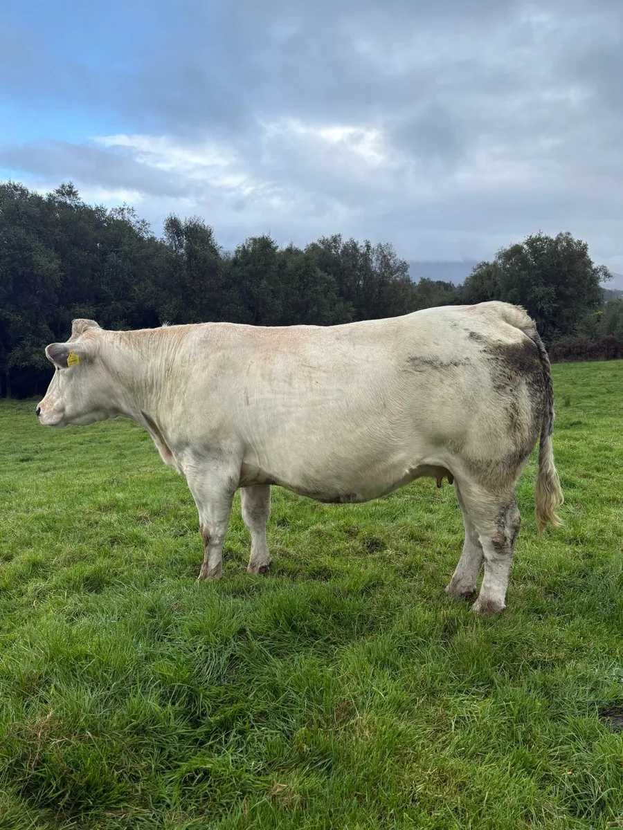 ⭐️Incalf heifers for Kenmare Friday 11th September - Image 4