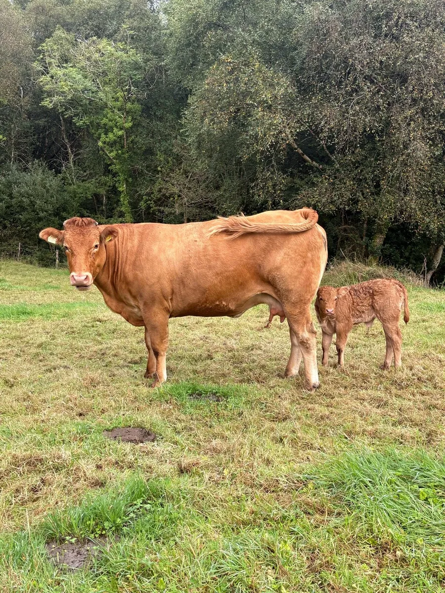 ⭐️Incalf heifers for Kenmare Friday 11th September - Image 1