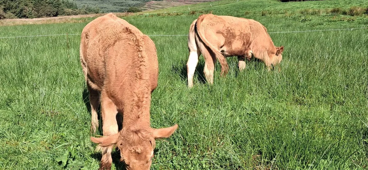 PEDIGREE REGISTERED LIMOUSIN HEIFERS - Image 1