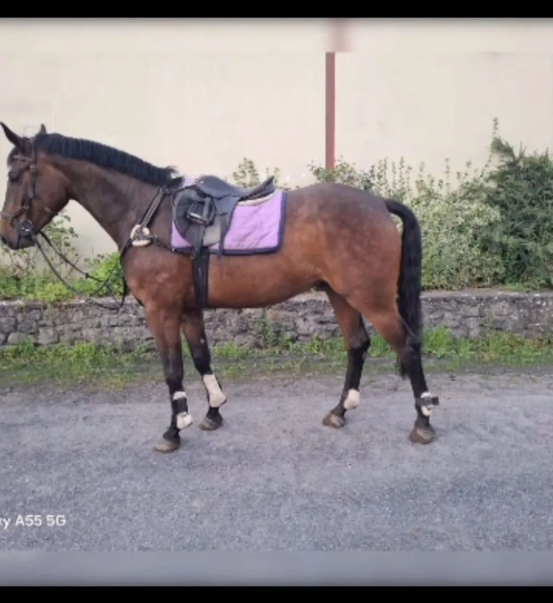 6 year old Obos Quality Gelding - Image 1
