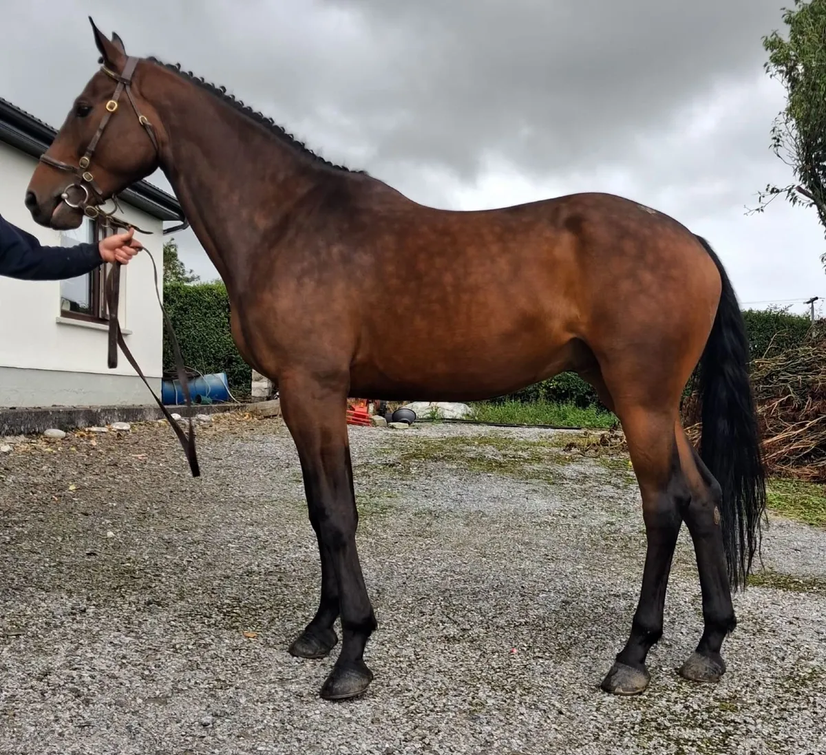 6 year old Obos Quality Gelding - Image 2