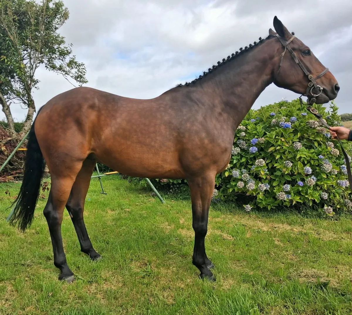 6 year old Obos Quality Gelding - Image 3