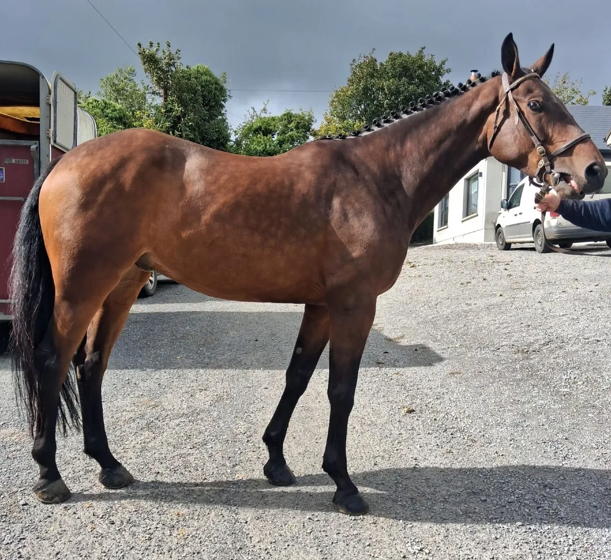 6 year old Obos Quality Gelding - Image 4