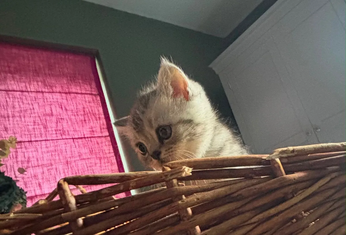 Kittens - Image 1