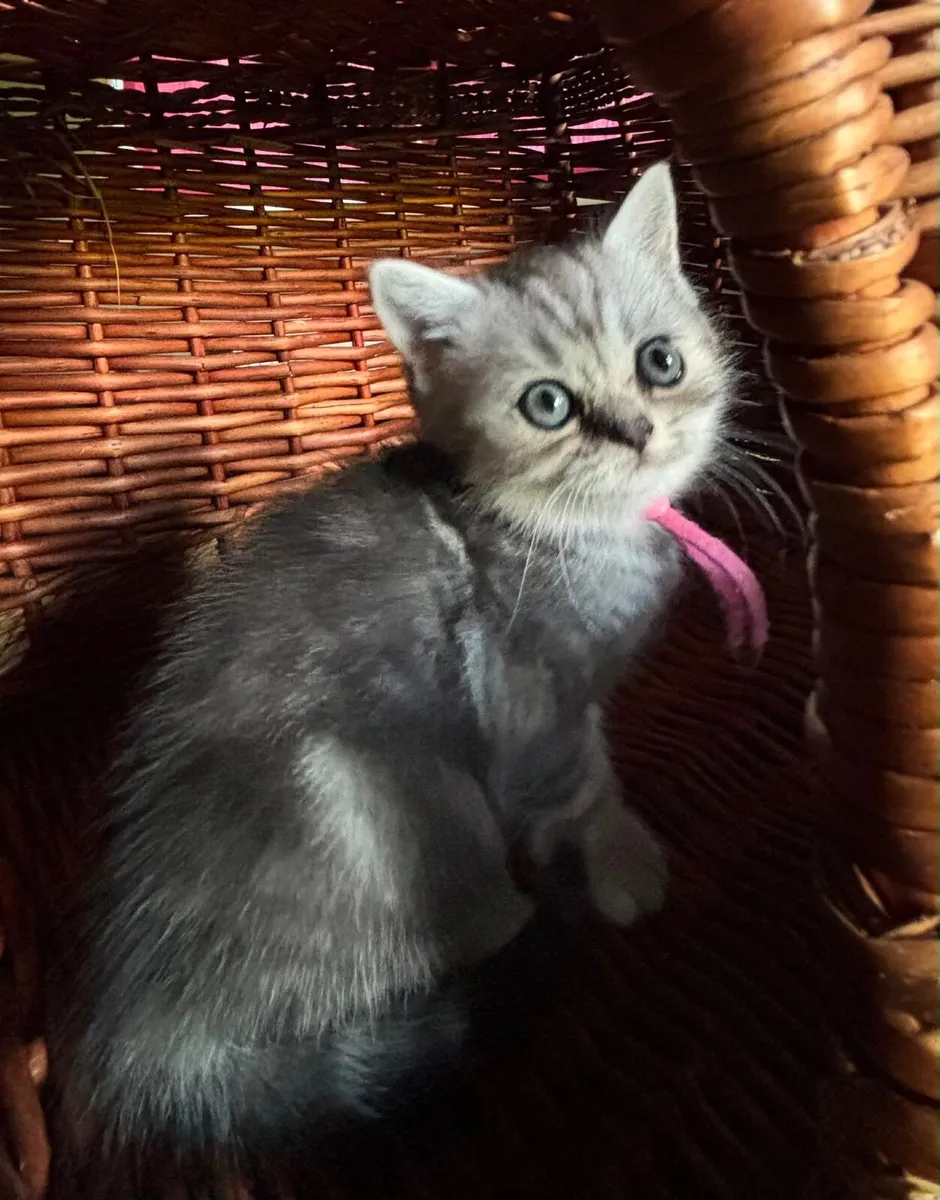 Kittens - Image 2