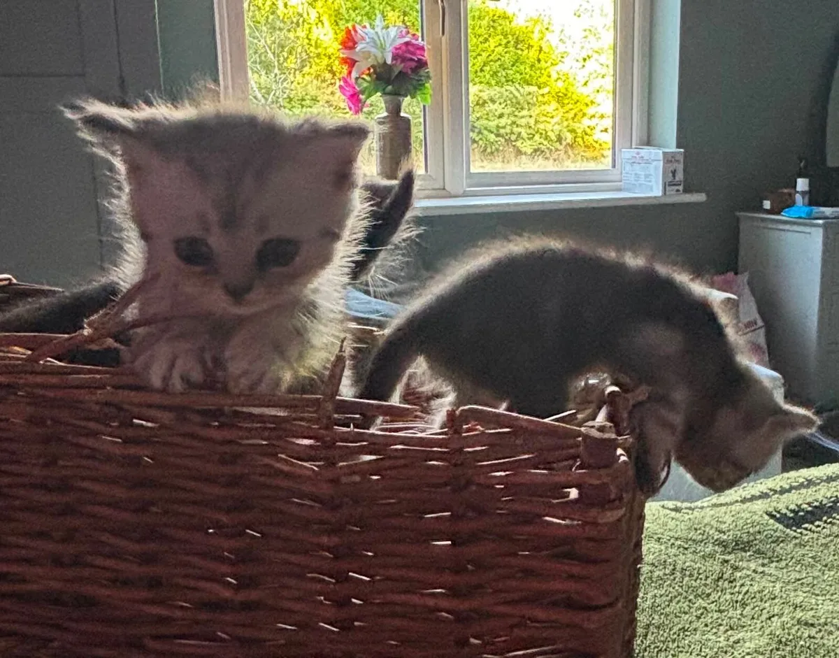 Kittens - Image 3