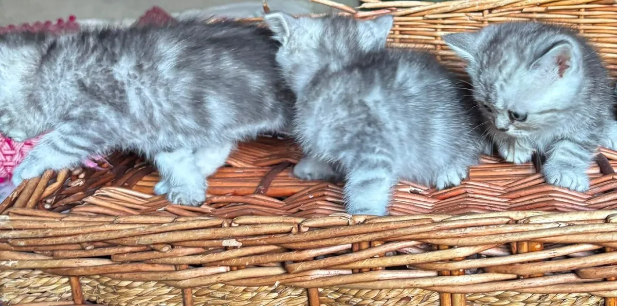 Kittens - Image 4