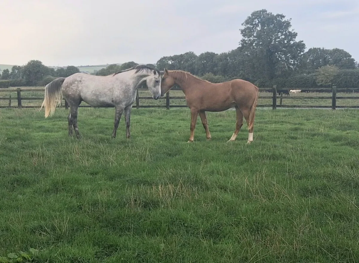 3 year old gelding - Image 2