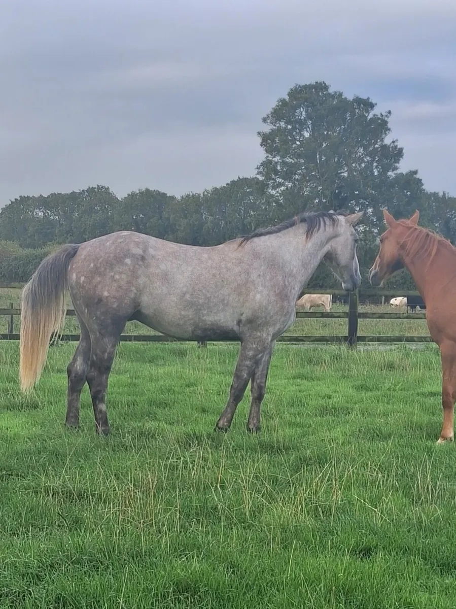 3 year old gelding - Image 3
