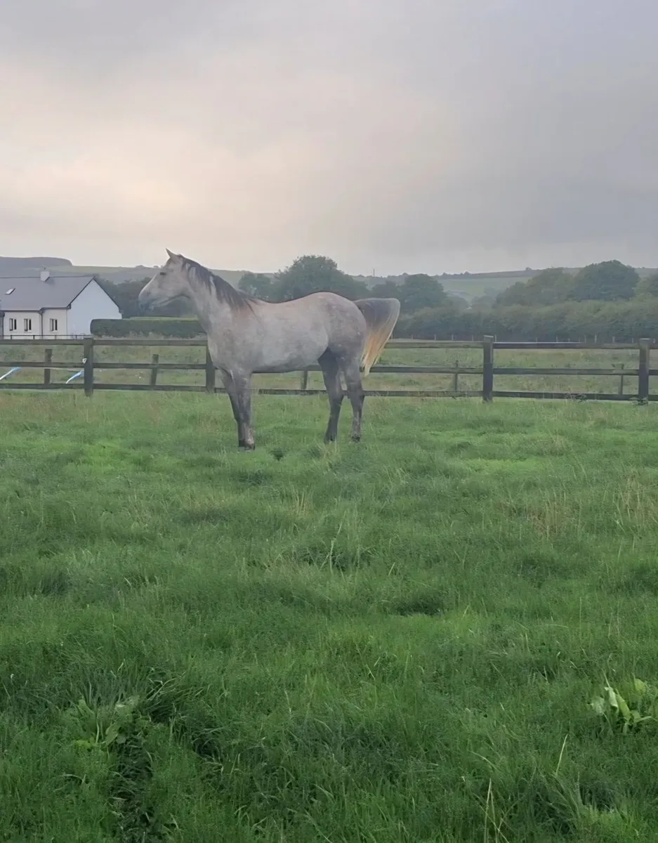 3 year old gelding - Image 1