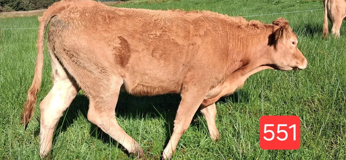 PEDIGREE REGISTERED LIMOUSIN HEIFERS - Image 2