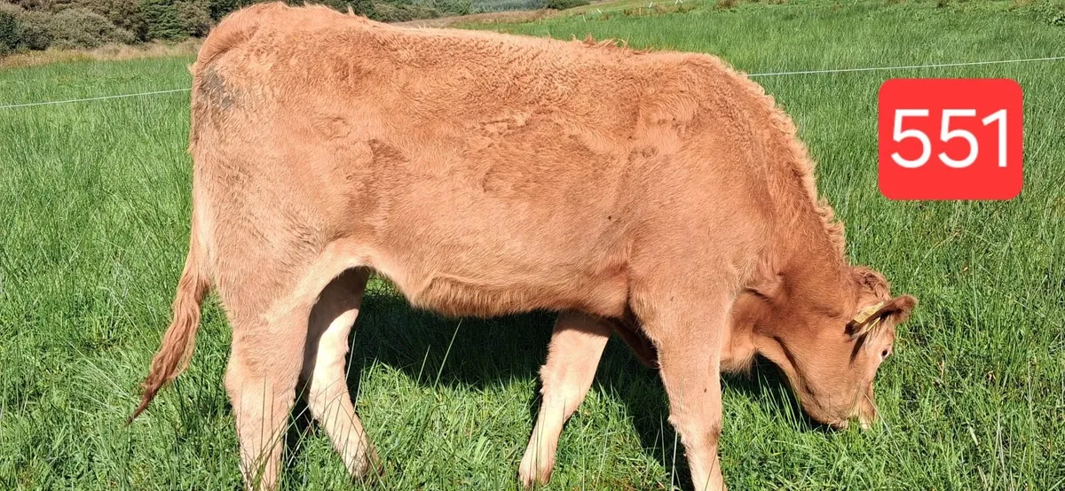PEDIGREE REGISTERED LIMOUSIN HEIFERS - Image 3