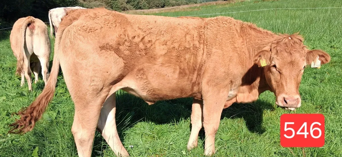 PEDIGREE REGISTERED LIMOUSIN HEIFERS - Image 4