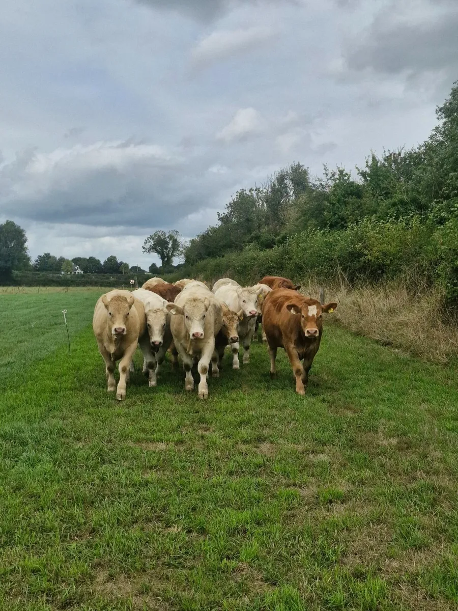 Charolais and Limousin Bullocks - Image 1