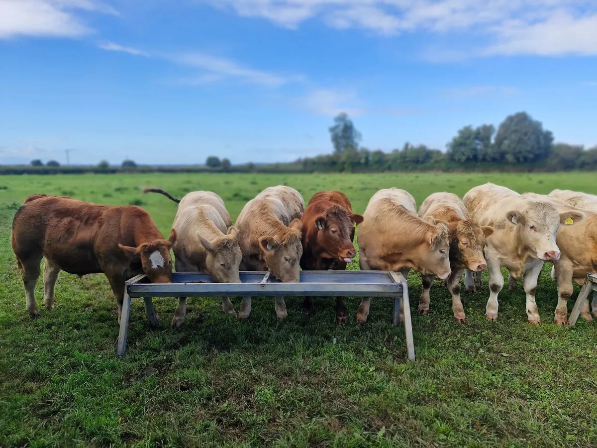 Charolais and Limousin Bullocks - Image 2