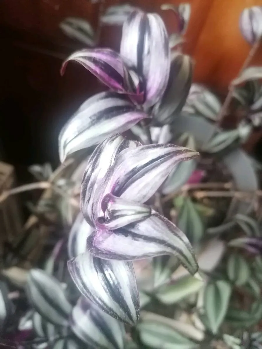 Plant - Image 2