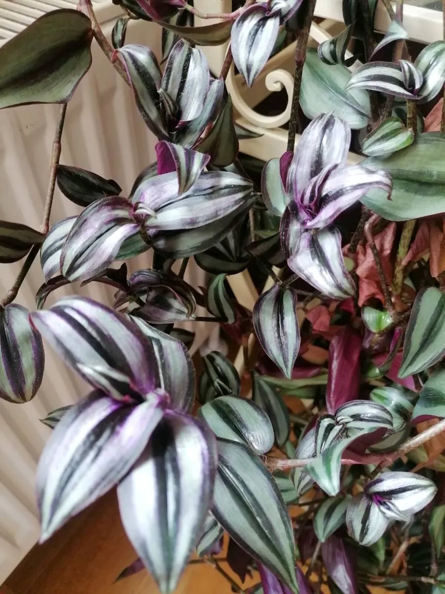 Plant - Image 3
