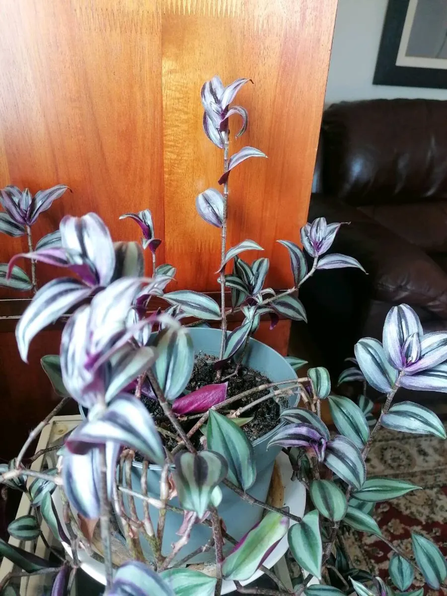 Plant - Image 4