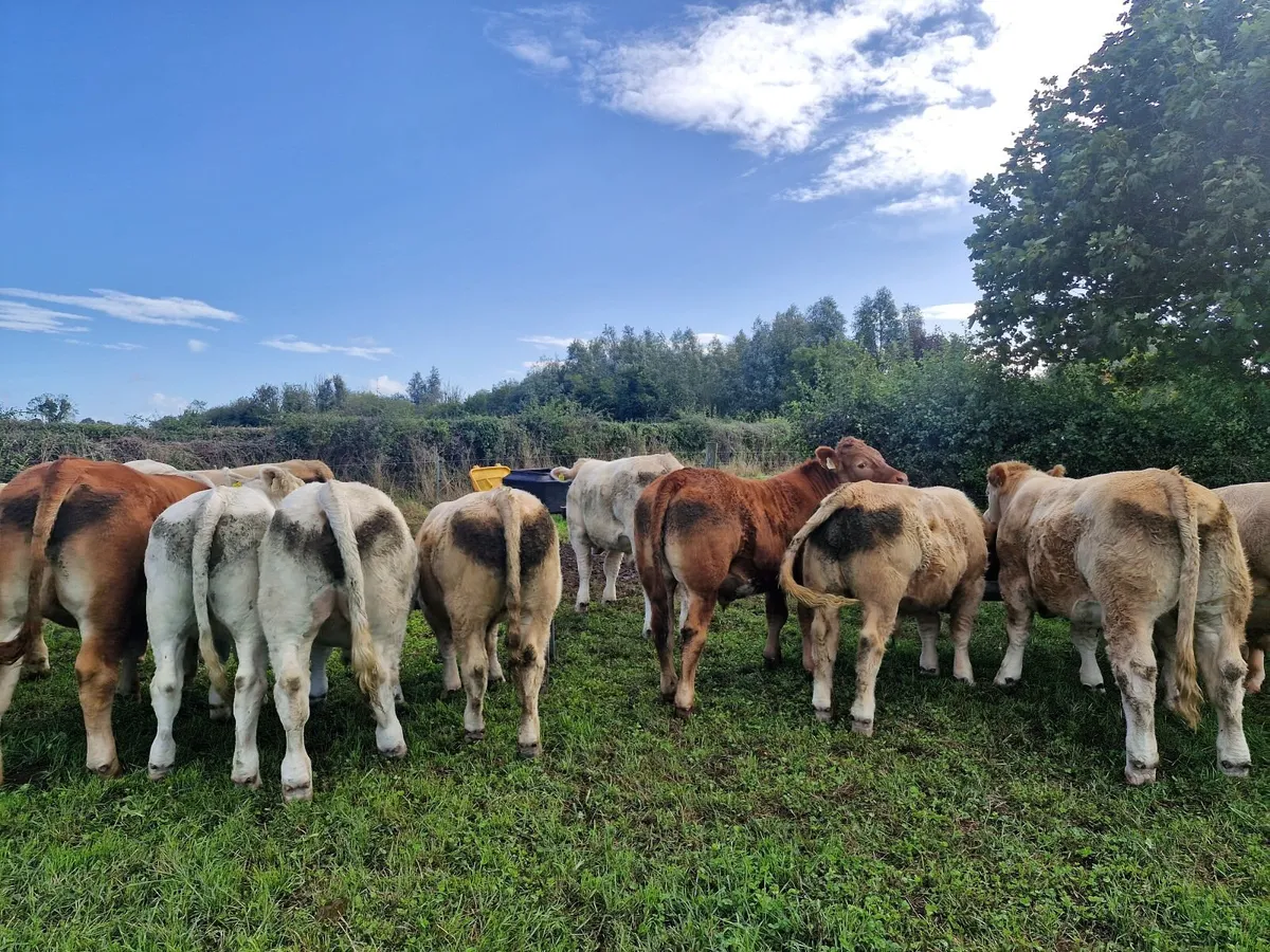Charolais and Limousin Bullocks - Image 3