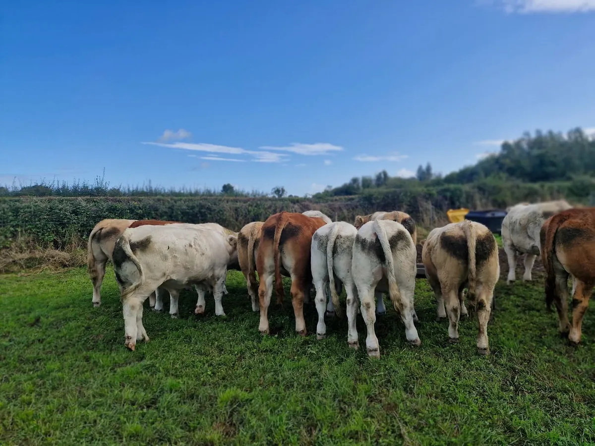 Charolais and Limousin Bullocks - Image 4