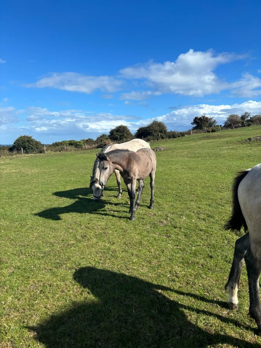 Connemara colt foal - Image 1