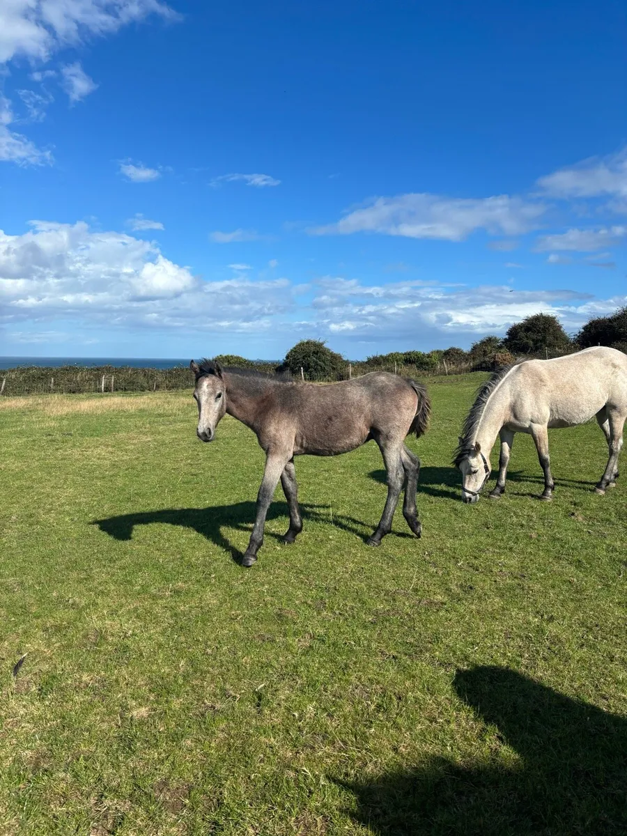 Connemara colt foal - Image 4