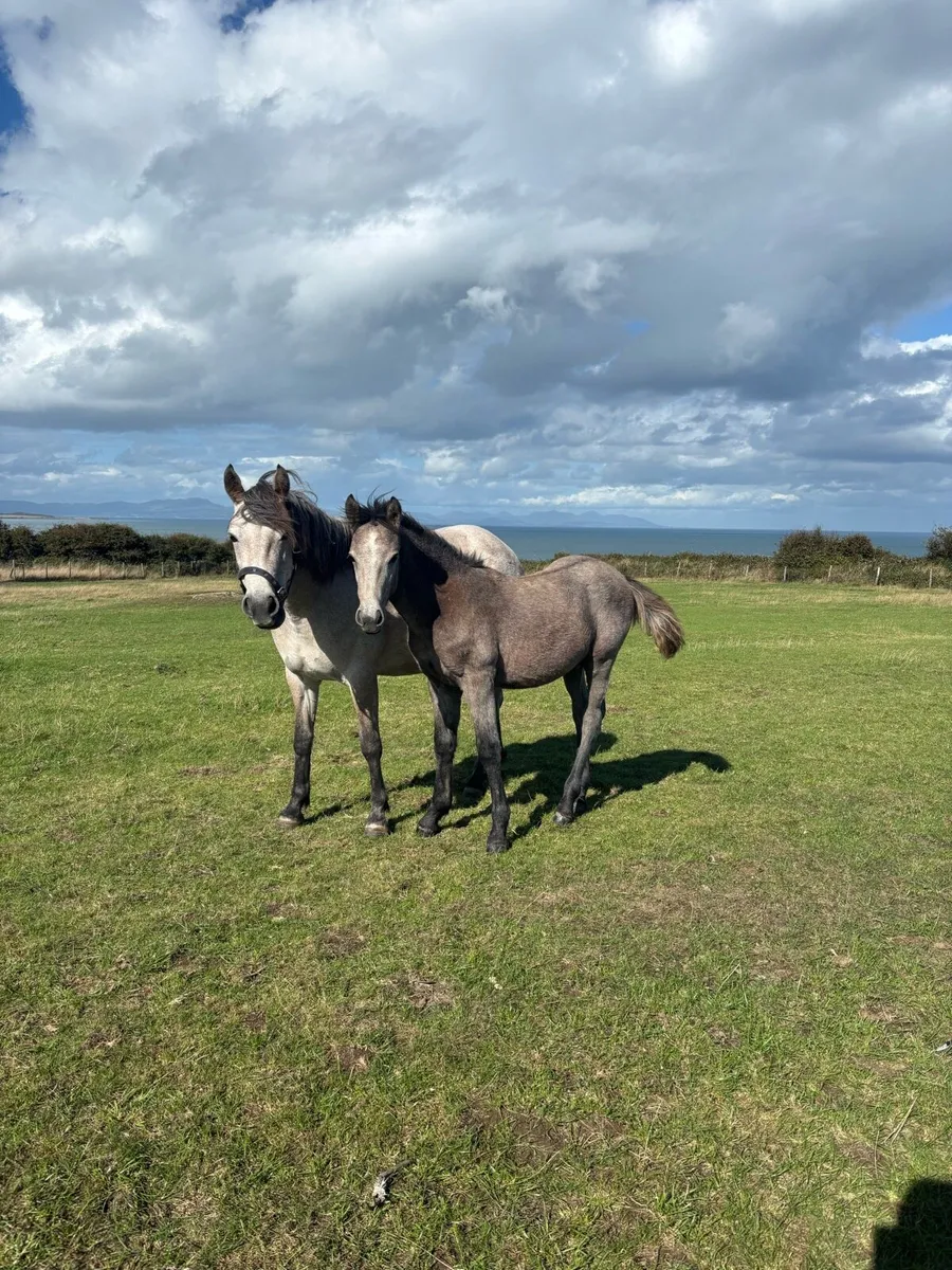 Connemara colt foal - Image 2