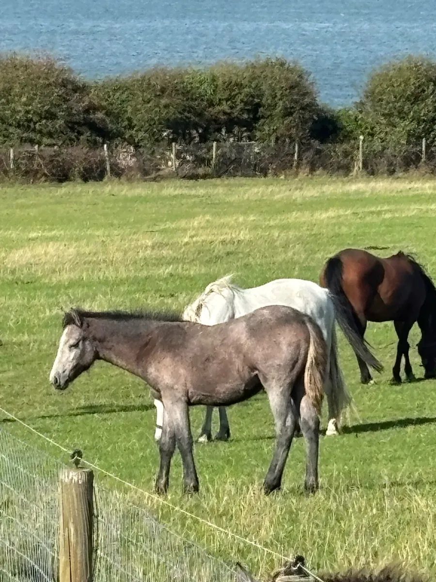 Connemara colt foal - Image 3