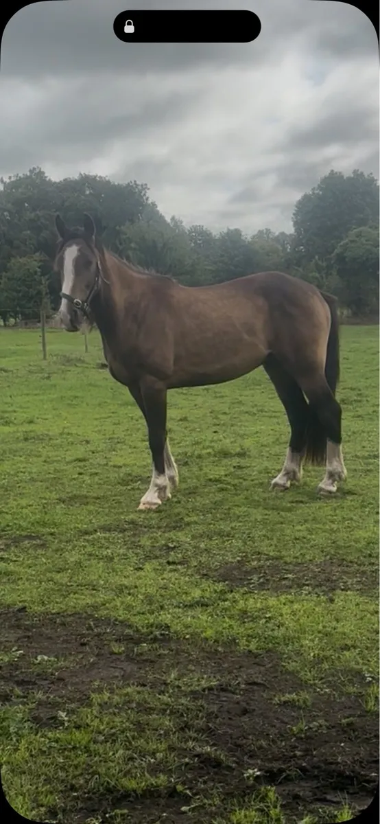 Cob x gelding - Image 3