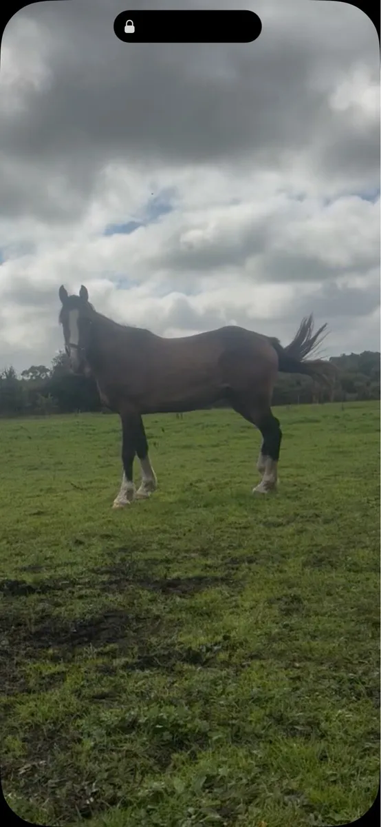 Cob x gelding - Image 2
