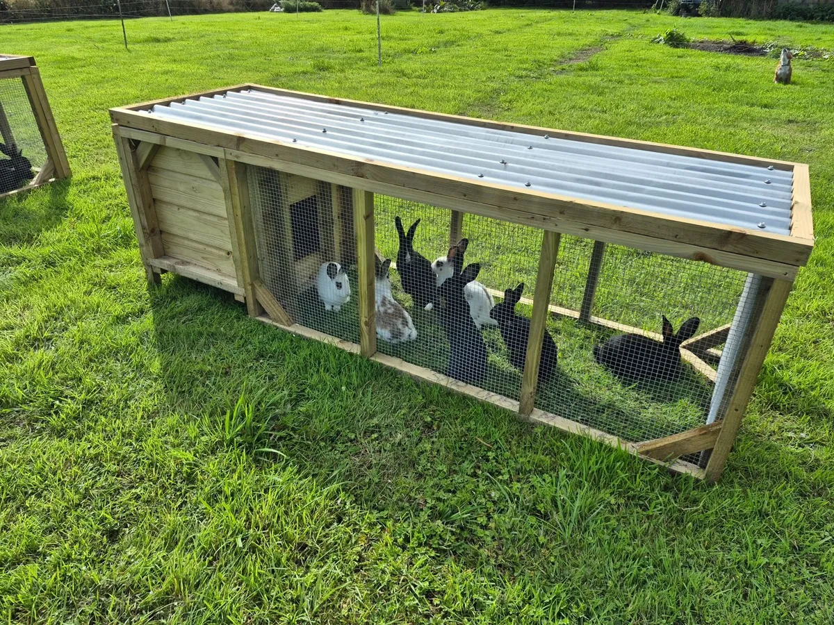 Rabbit - Image 2