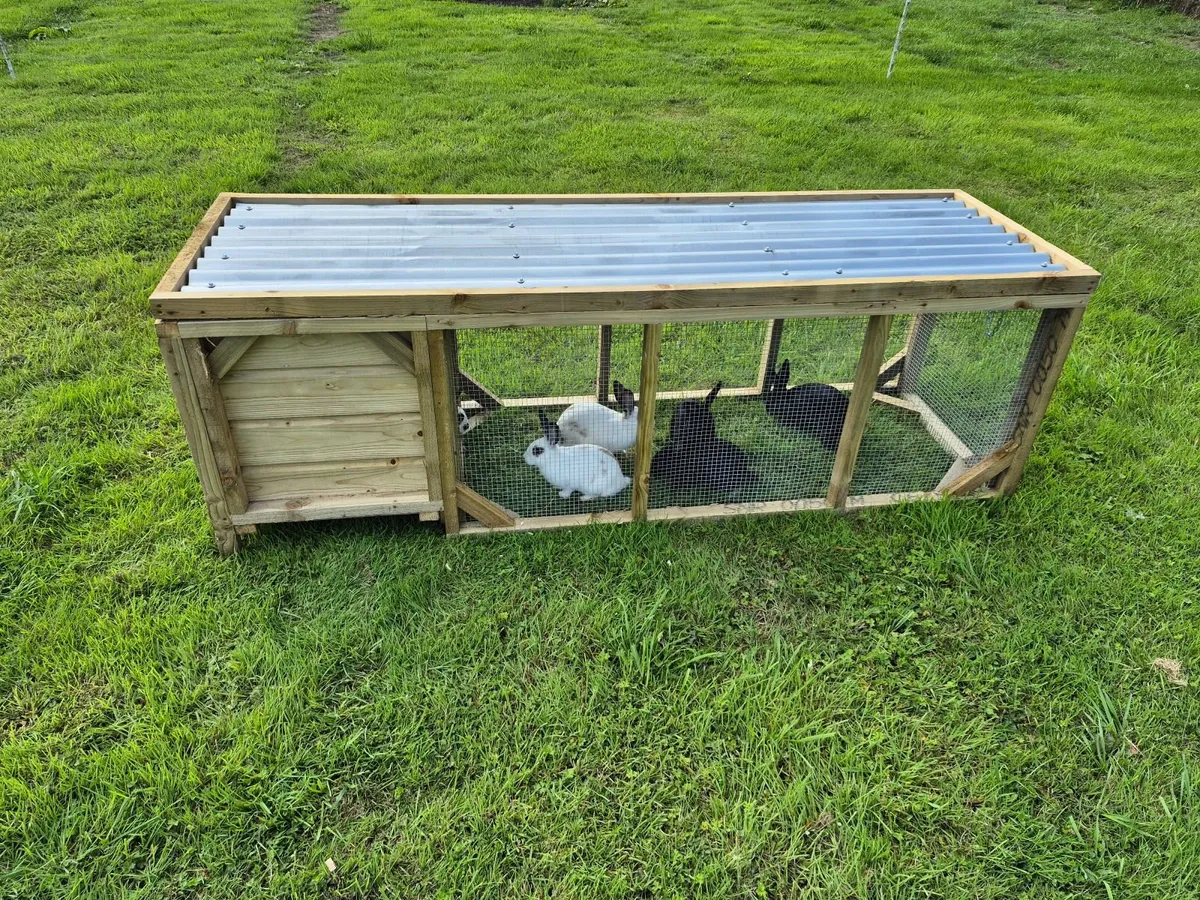 Rabbit - Image 4