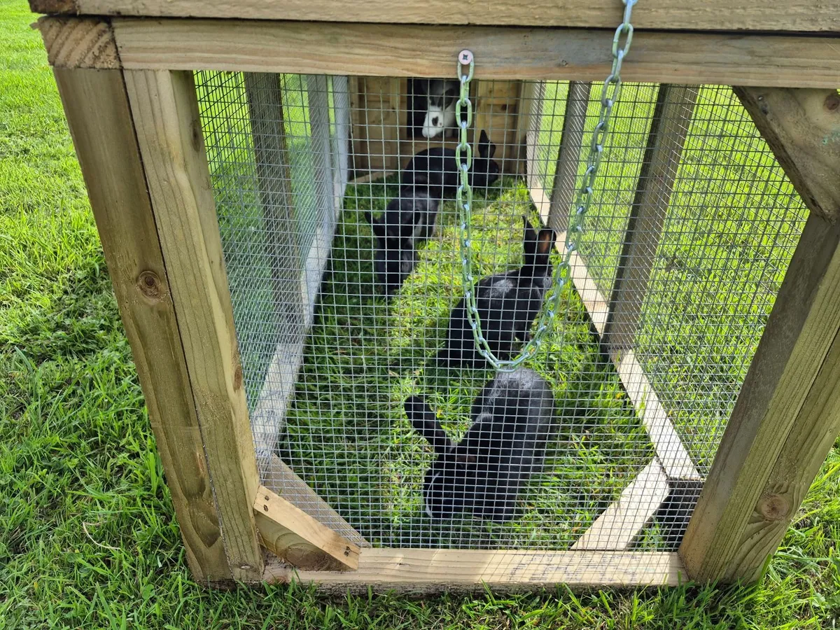 Rabbit - Image 3