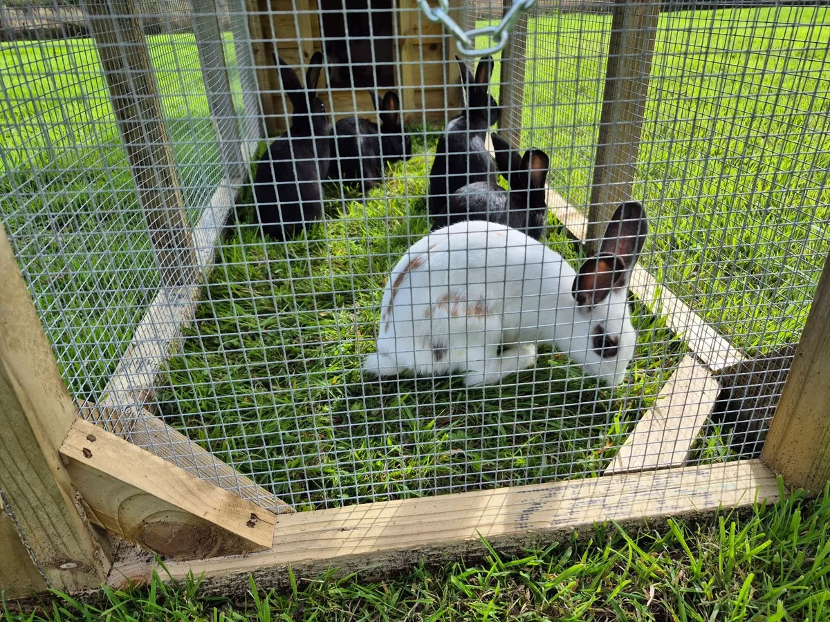 Rabbit - Image 1