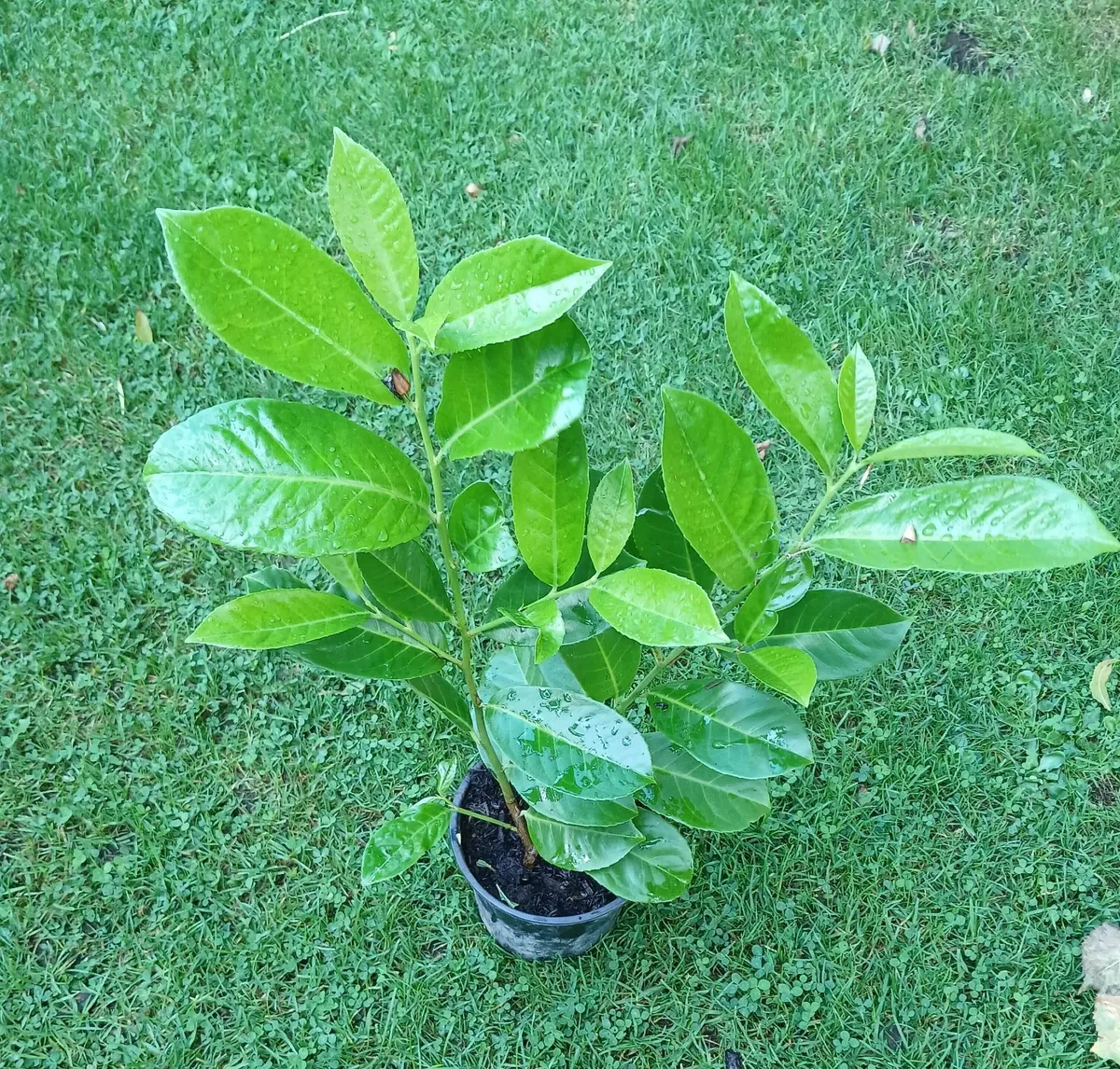 Potted : Laurel Hedging - Image 1
