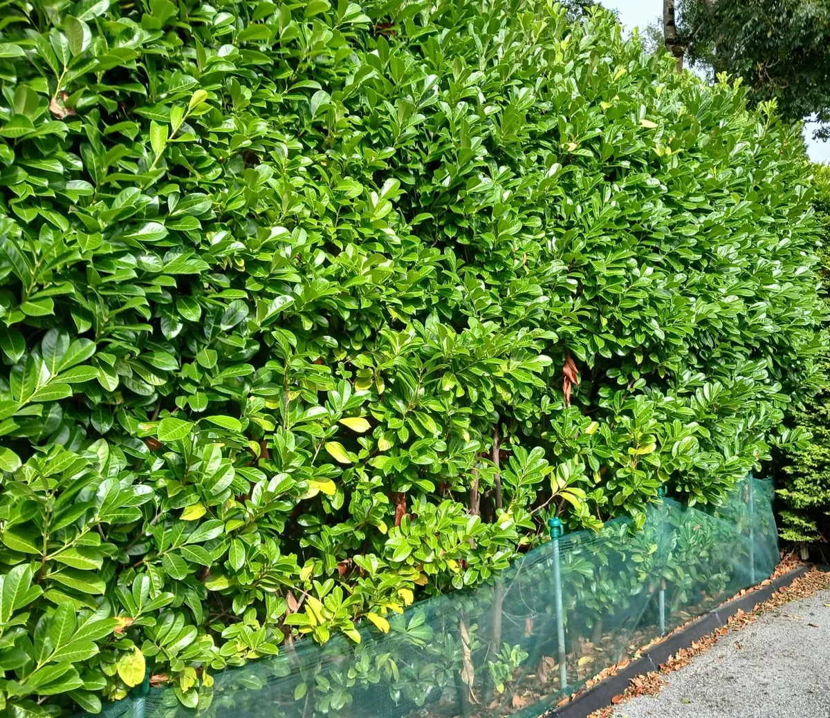 Potted : Laurel Hedging - Image 3