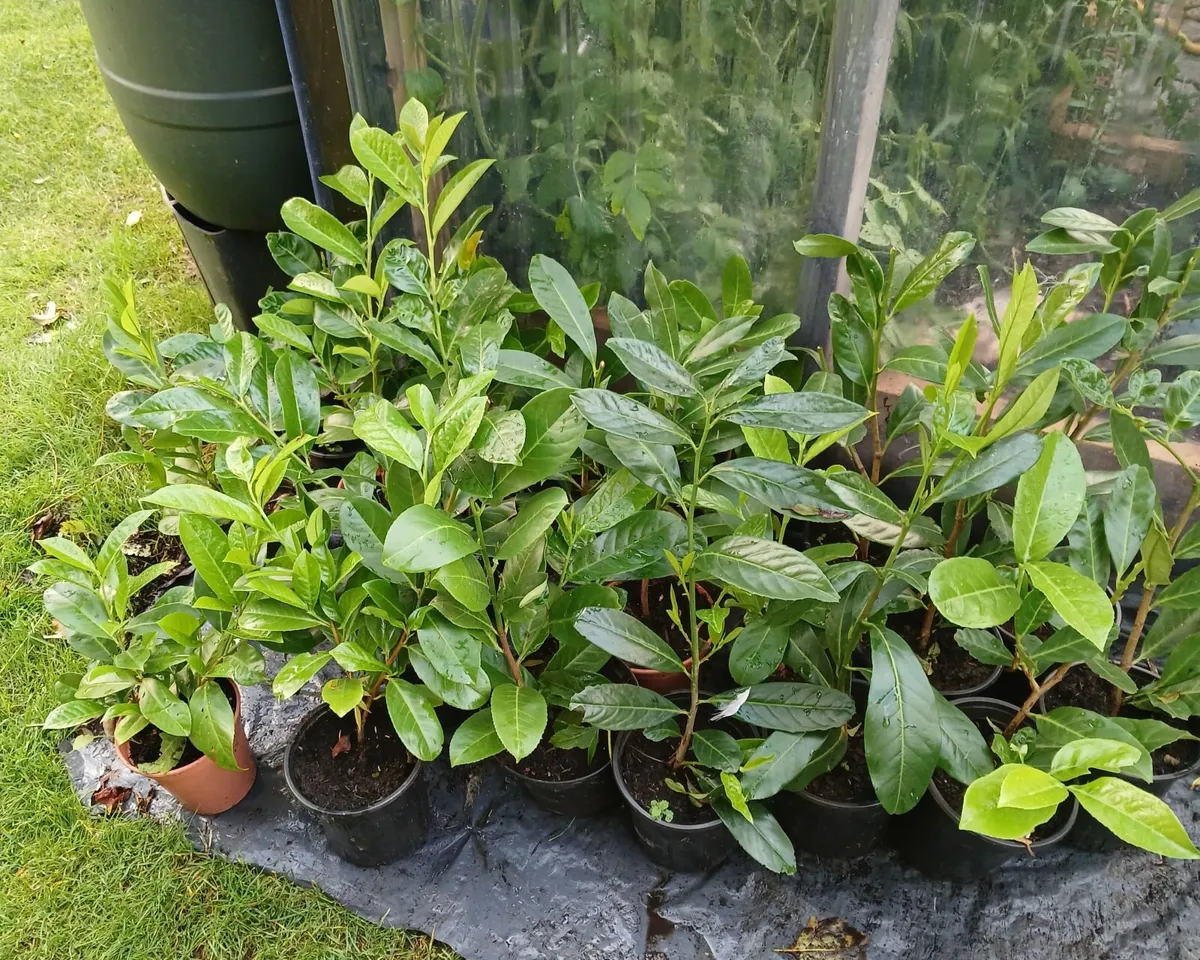 Potted : Laurel Hedging - Image 2