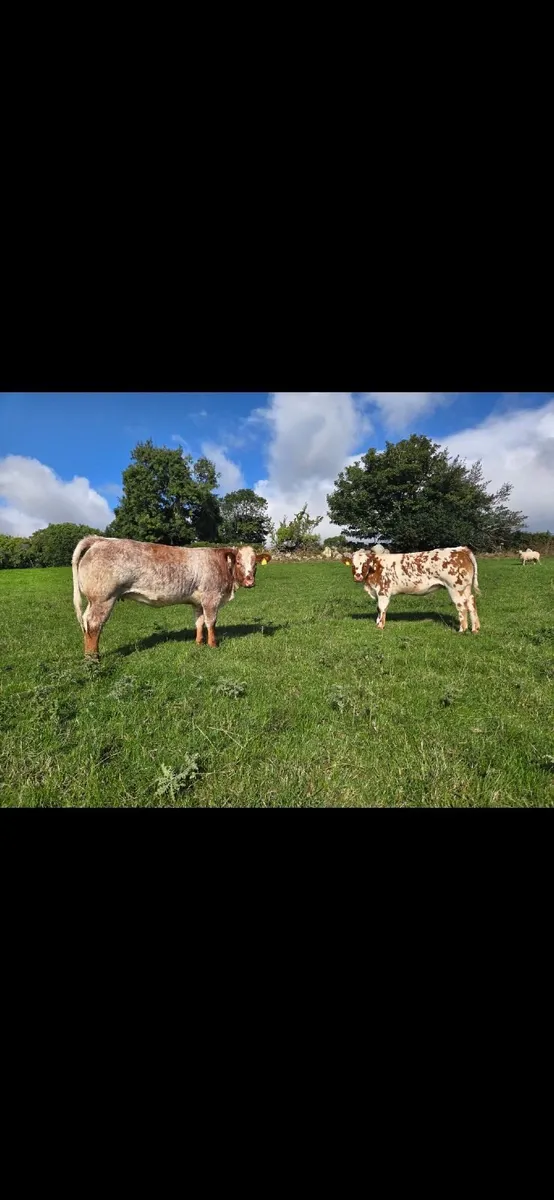 A.I Bred Roan Heifers  (Wexford) - Image 2