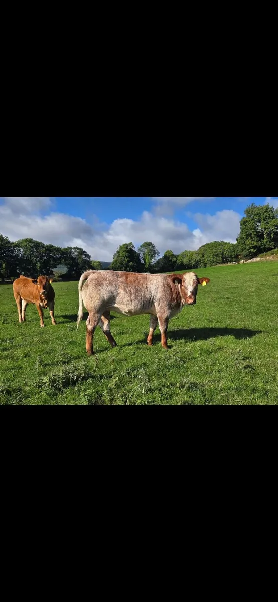 A.I Bred Roan Heifers  (Wexford) - Image 4