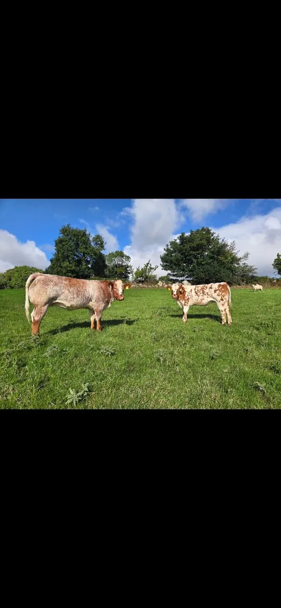 A.I Bred Roan Heifers  (Wexford) - Image 1